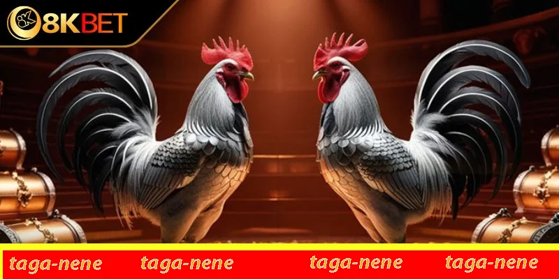 Các quy định cơ bản trong luật đấu chọi sư kê cần nắm chắc Các quy định cơ bản trong luật đấu chọi sư kê cần nắm chắc