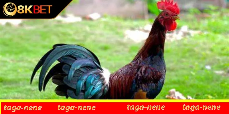 Cách chọn chiến kê theo màu lông Cách chọn chiến kê theo màu lông