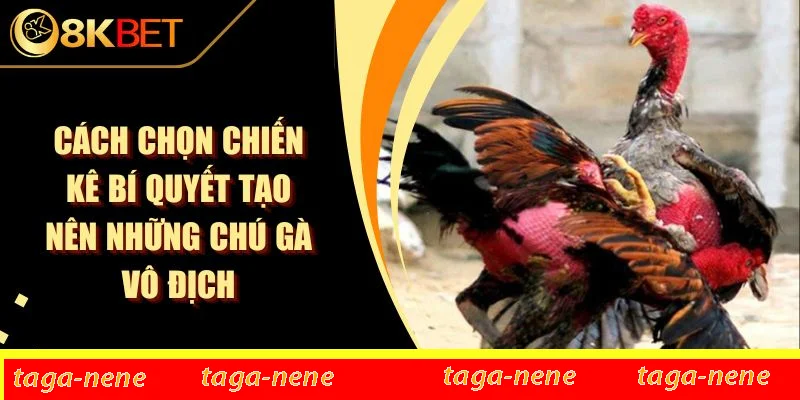 Cách Chọn Chiến Kê Bí Quyết Tạo Nên Những Chú Gà Vô Địch 1 Cách Chọn Chiến Kê Bí Quyết Tạo Nên Những Chú Gà Vô Địch