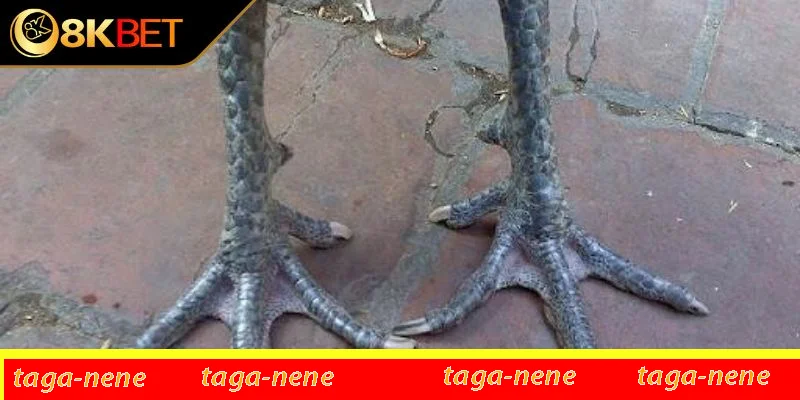 Cách huấn luyện chiến kê chân chì đá hay và nhanh thắng Cách huấn luyện chiến kê chân chì đá hay và nhanh thắng