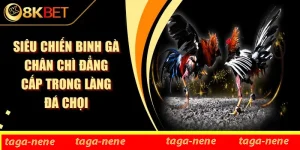 Siêu Chiến Binh Gà Chân Chì Đẳng Cấp Trong Làng Đá Chọi