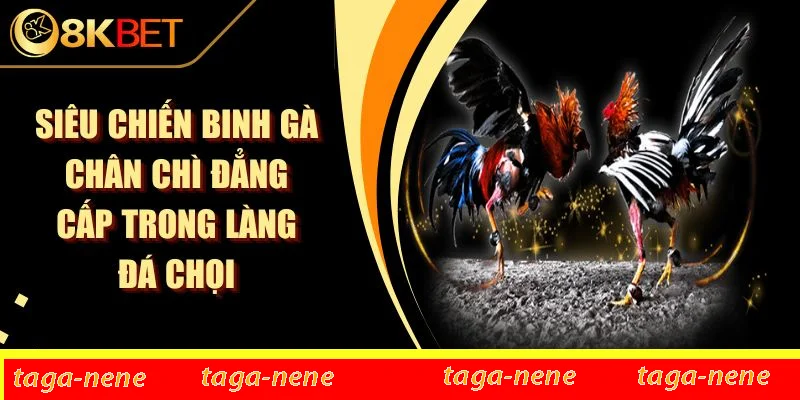 Siêu Chiến Binh Gà Chân Chì Đẳng Cấp Trong Làng Đá Chọi 1 Siêu Chiến Binh Gà Chân Chì Đẳng Cấp Trong Làng Đá Chọi