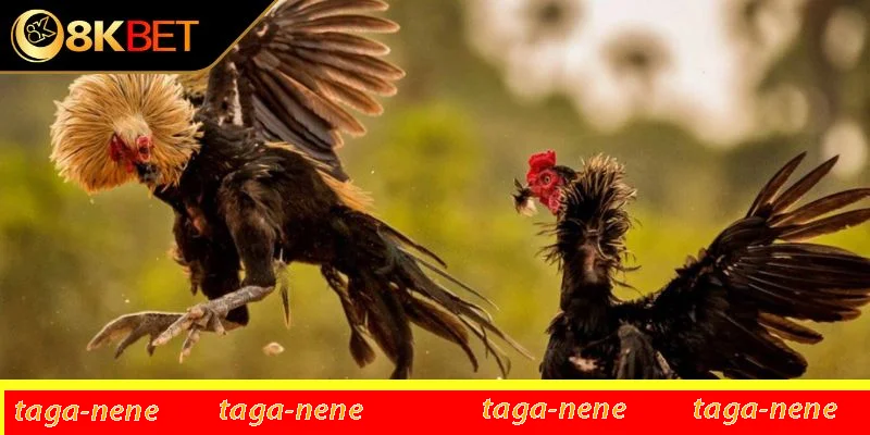 Chọn theo giống gà Chọn theo giống gà