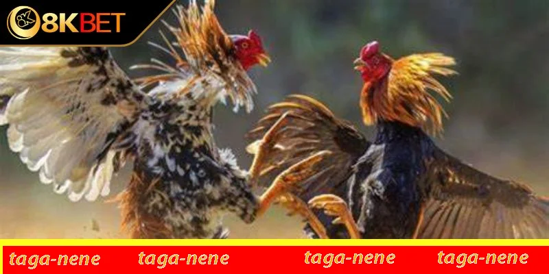 Chọn theo tính cách Chọn theo tính cách