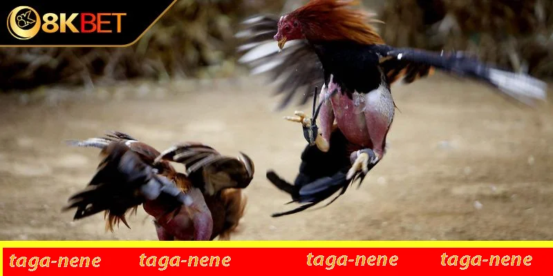 Đá gà cựa sắt là gì? Đá gà cựa sắt là gì?