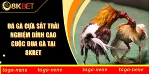 Đá Gà Cựa Sắt Trải Nghiệm Đỉnh Cao Cuộc Đua Gà Tại 8KBET
