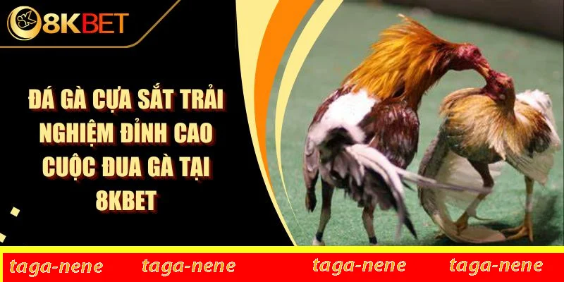 Đá Gà Cựa Sắt Trải Nghiệm Đỉnh Cao Cuộc Đua Gà Tại 8KBET 1 Đá Gà Cựa Sắt Trải Nghiệm Đỉnh Cao Cuộc Đua Gà Tại 8KBET