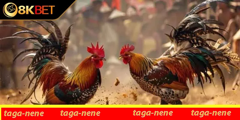 Dấu hiệu nhận biết chọi thần kê cho người mới Dấu hiệu nhận biết chọi thần kê cho người mới