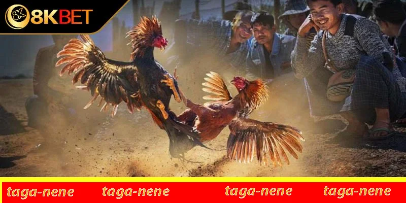 Điểm danh một số giống thần kê nổi tiếng Điểm danh một số giống thần kê nổi tiếng