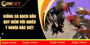 Giống Gà Bạch Đầu Quý Hiếm Với Nhiều Ý Nghĩa Đặc Biệt