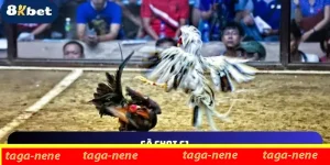 gà chọi c1 tại 8kbet