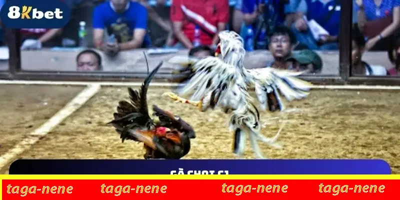 Gà Chọi C1 8KBET Và Những Điều Bạn Có Thể Chưa Biết 2025 1 gà chọi c1 tại 8kbet
