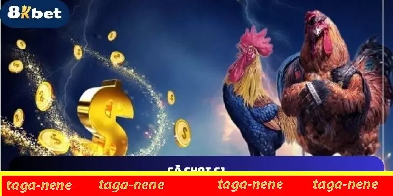 Gà Đá Đòn 8KBET – Chia Sẻ Luật Và Những Mẹo Hay Từ Kê Thủ 1 Gà Chọi C1