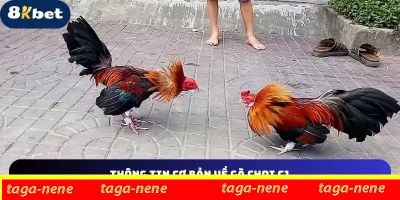 Tổng quát một số khái niệm về gà chọi C1 Tổng quát một số khái niệm về gà chọi C1