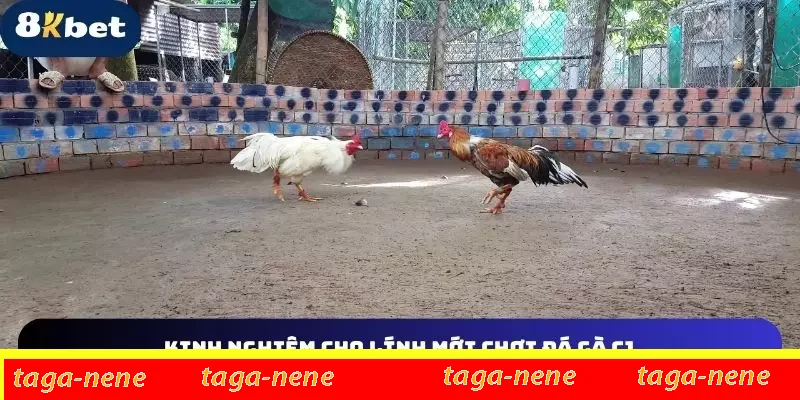 Những chiến thuật hay cho kê thủ mới chơia Những chiến thuật hay cho kê thủ mới chơia