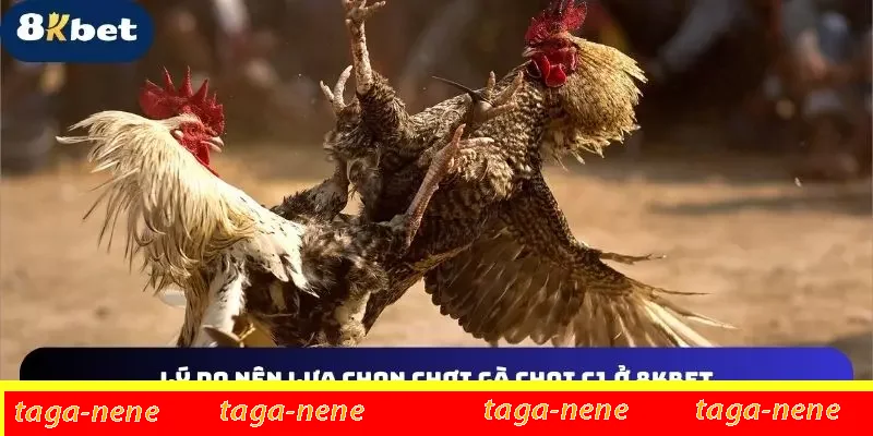 Những khái niệm về Gà đá đòn 8KBET Những khái niệm về Gà đá đòn 8KBET