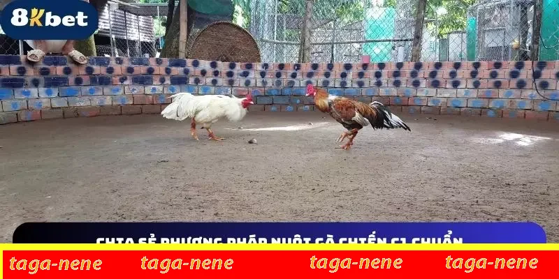 Phương pháp chăm kê chiến siêu hiệu quả Phương pháp chăm kê chiến siêu hiệu quả