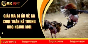 Giải Mã Bí Ẩn Về Gà Chọi Thần Kê Trong Cho Người Mới
