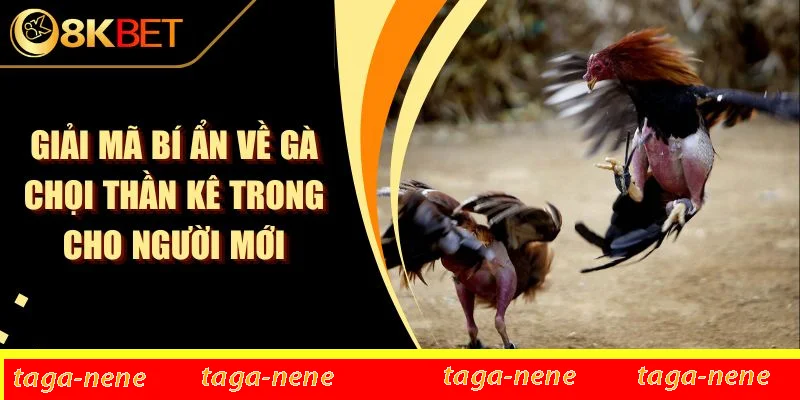 Giải Mã Bí Ẩn Về Gà Chọi Thần Kê Trong Cho Người Mới 1 Giải Mã Bí Ẩn Về Gà Chọi Thần Kê Trong Cho Người Mới