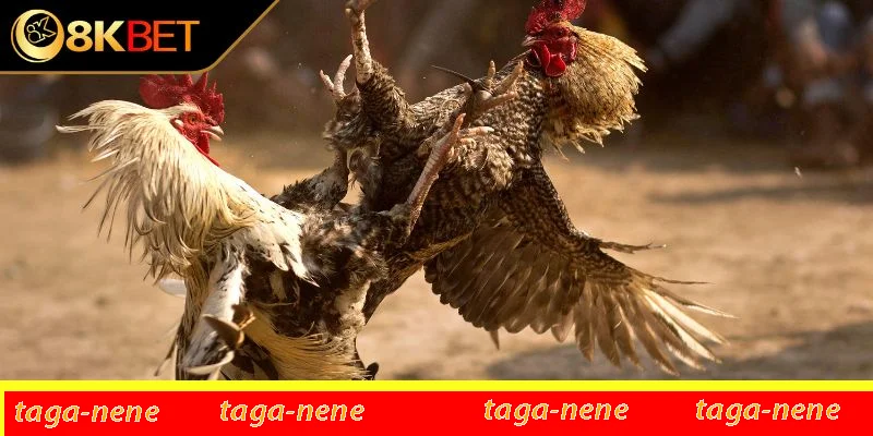 Giá trị nổi bật của chiến kê bạch đầu trong đời sống Giá trị nổi bật của chiến kê bạch đầu trong đời sống