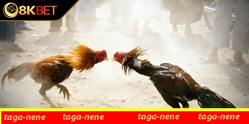 Hướng dẫn cách chăm sóc gà giống bạch đầu hiệu quả Hướng dẫn cách chăm sóc gà giống bạch đầu hiệu quả