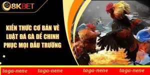 Kiến Thức Cơ Bản Về Luật Đá Gà Để Chinh Phục Mọi Đấu Trường
