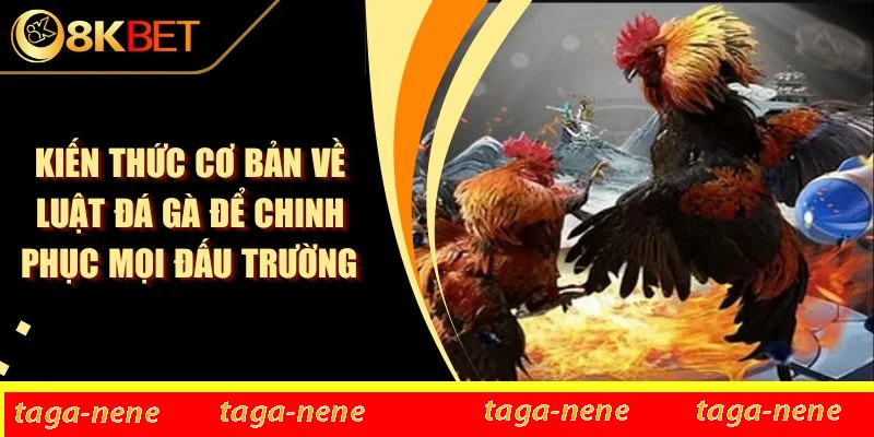 Kiến Thức Cơ Bản Về Luật Đá Gà Để Chinh Phục Mọi Đấu Trường 1 Kiến Thức Cơ Bản Về Luật Đá Gà Để Chinh Phục Mọi Đấu Trường