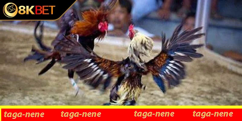 Mang đến cơ hội thắng lớn Mang đến cơ hội thắng lớn