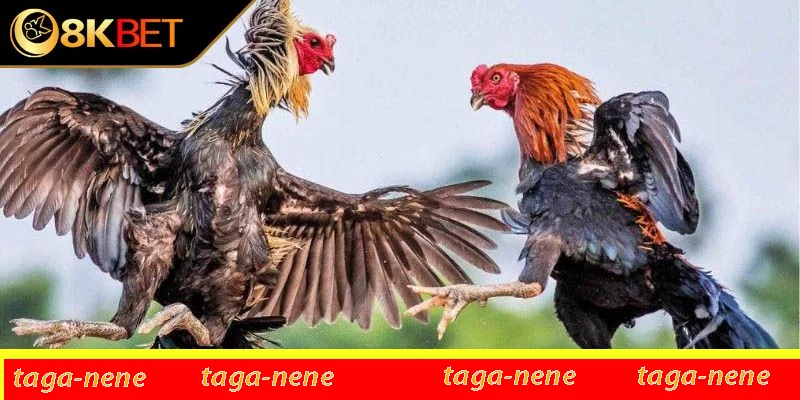 Nguồn gốc và đặc điểm chung của gà bạch đầu Nguồn gốc và đặc điểm chung của gà bạch đầu