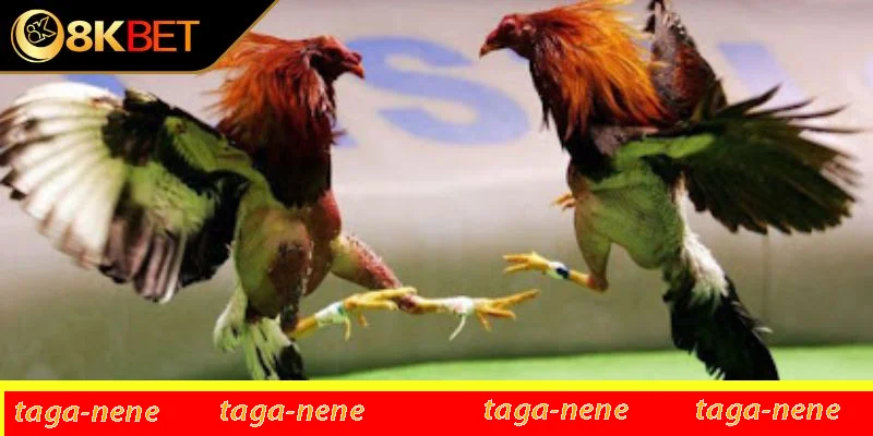 Quy định chi tiết về các cửa cược và tỷ lệ trả thưởng Quy định chi tiết về các cửa cược và tỷ lệ trả thưởng