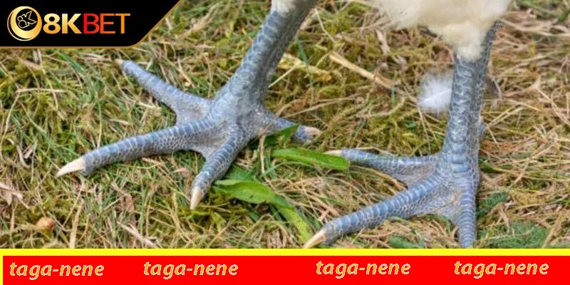 Tại sao chiến kê chân chì lại được ưa chuộng trong đá chọi Tại sao chiến kê chân chì lại được ưa chuộng trong đá chọi