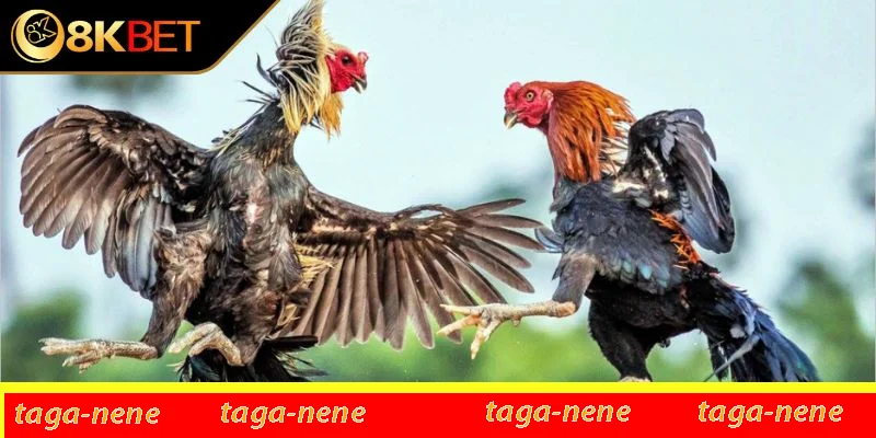 Tạo cơ hội giao lưu, kết nối Tạo cơ hội giao lưu, kết nối