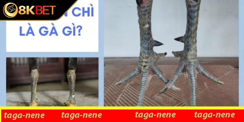 Tổng quan chung về gà chân chì Tổng quan chung về gà chân chì