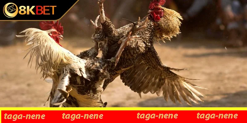 Tổng quan về gà chọi thần kê Tổng quan về gà chọi thần kê