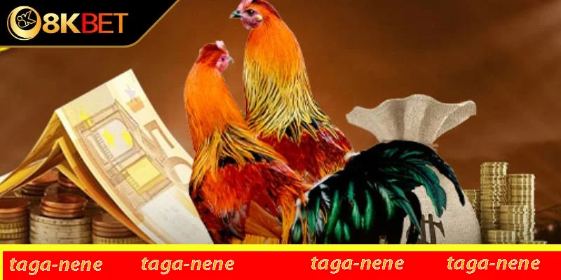 Vì sao luật đá gà lại quan trọng với sư kê? Vì sao luật đá gà lại quan trọng với sư kê?